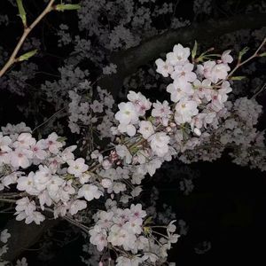 缅甸一级婬片A片金莲
